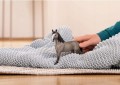 SCHLEICH-13955-KON-KLACZ-RASY-SELLE-FRANCAIS-EAN-GTIN-4059433552255.jpg