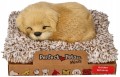 Perfect-Petzzz-Szczeniaczek-Golden-Retriver-Mini-Szczekajacy-Interaktywny-Zawiera-baterie-tak.jpg