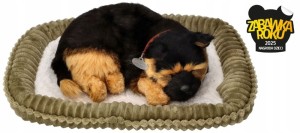 Szczeniaczek Owczarek niemiecki